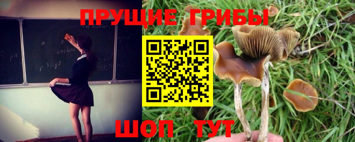 Галлюциногенные грибы Psilocybine cubensis  Вход с VPN  Подольск 